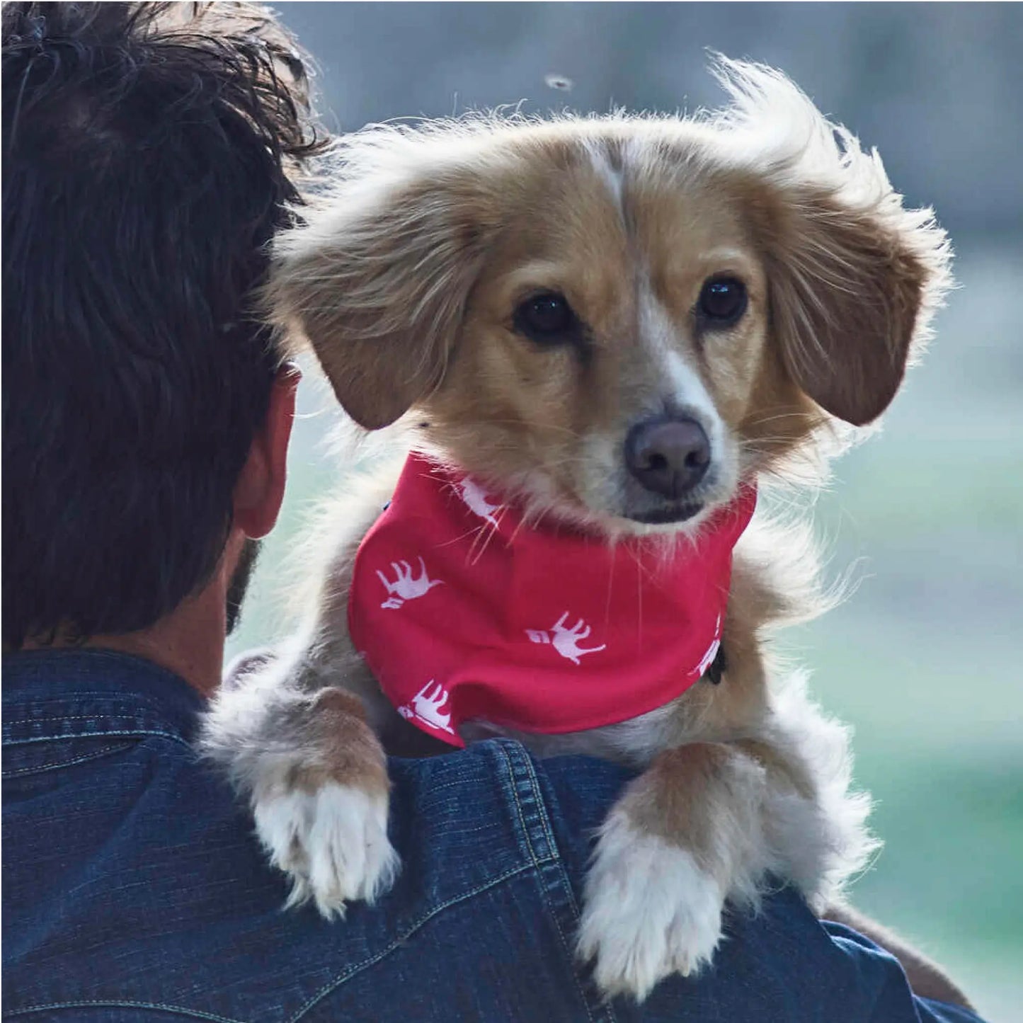 Petlab Co Dog Bandana - Elegant Pet Scarf | Soft, Comfortable, and Washable Dog Accessory